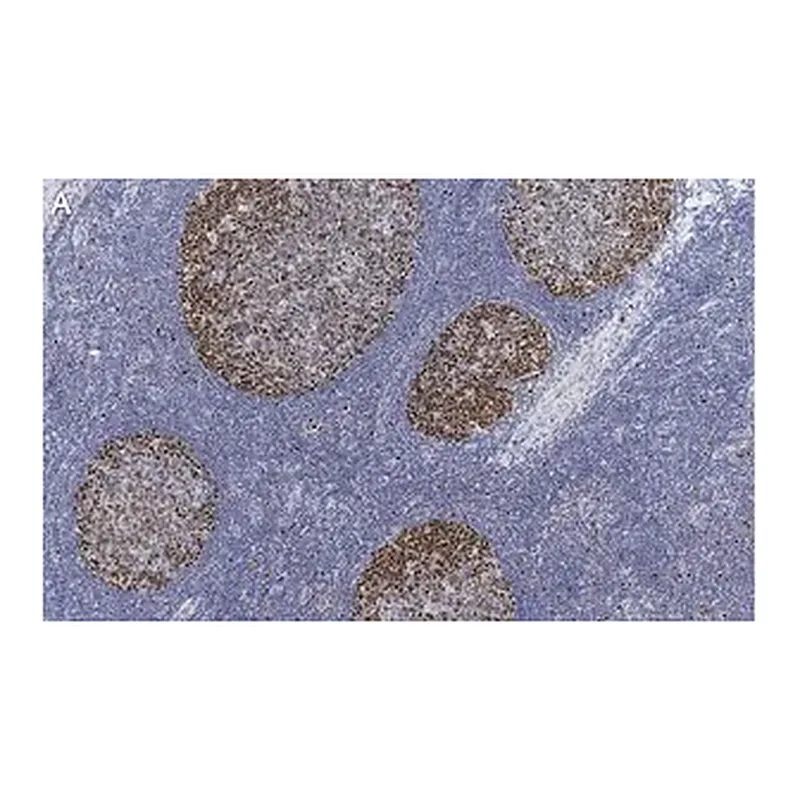 Merck Anti-PCNA Antibody, clone 3B22 ZooMAb Rabbit Monoclonal