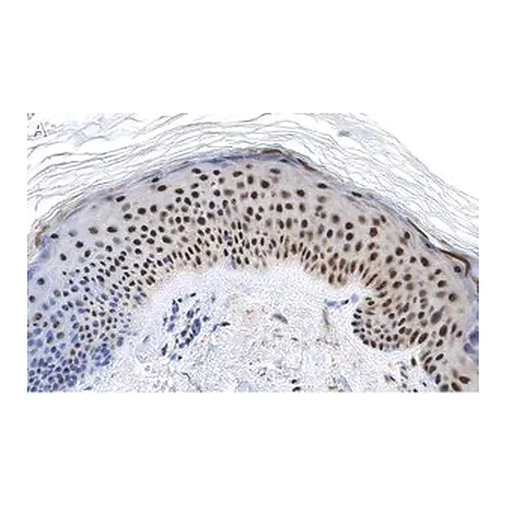 Merck Anti-RXR-alpha Antibody, clone 2I8 ZooMAb Rabbit Monoclonal