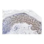 Merck Anti-RXR-alpha Antibody, clone 2I8 ZooMAb Rabbit Monoclonal