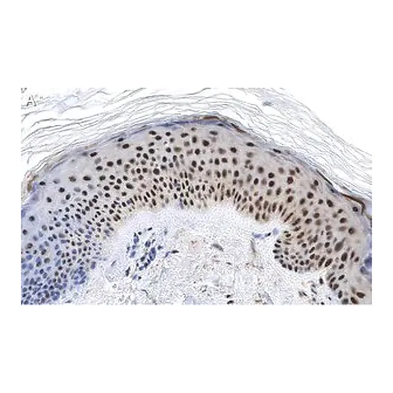 Merck Anti-RXR-alpha Antibody, clone 2I8 ZooMAb Rabbit Monoclonal