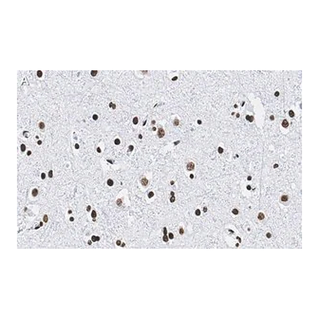 Merck Anti-Histone H2B Antibody, clone 4O11 ZooMAb Rabbit Monoclonal