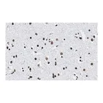 Merck Anti-Histone H2B Antibody, clone 4O11 ZooMAb Rabbit Monoclonal