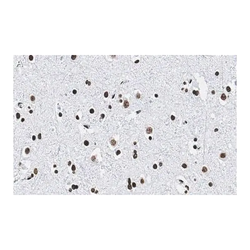 Merck Anti-Histone H2B Antibody, clone 4O11 ZooMAb Rabbit Monoclonal