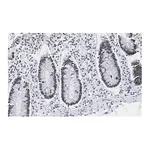 Merck Anti-PRPF19 Antibody, clone 1K10 ZooMAb Rabbit Monoclonal