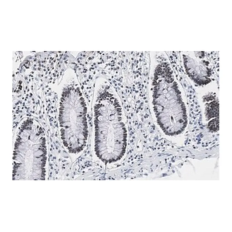 Merck Anti-PRPF19 Antibody, clone 1K10 ZooMAb Rabbit Monoclonal