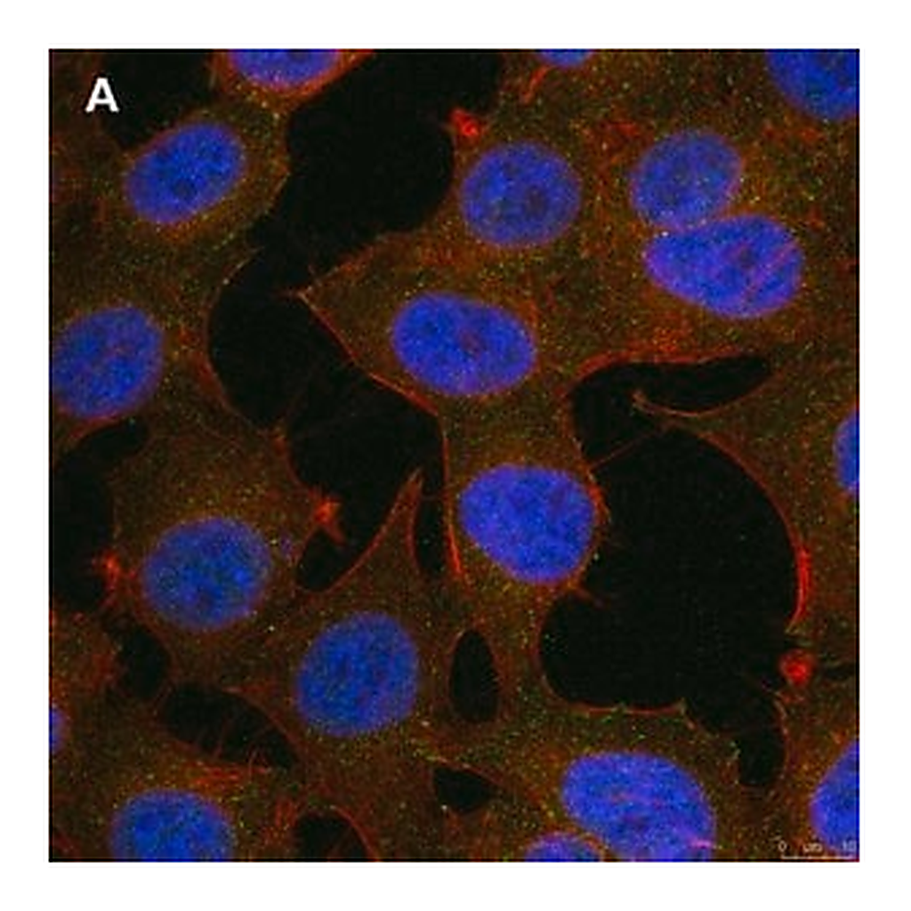 Merck Anti-phospho-Stat1-Tyr701 Antibody, clone 1F23 ZooMAb Rabbit Monoclonal