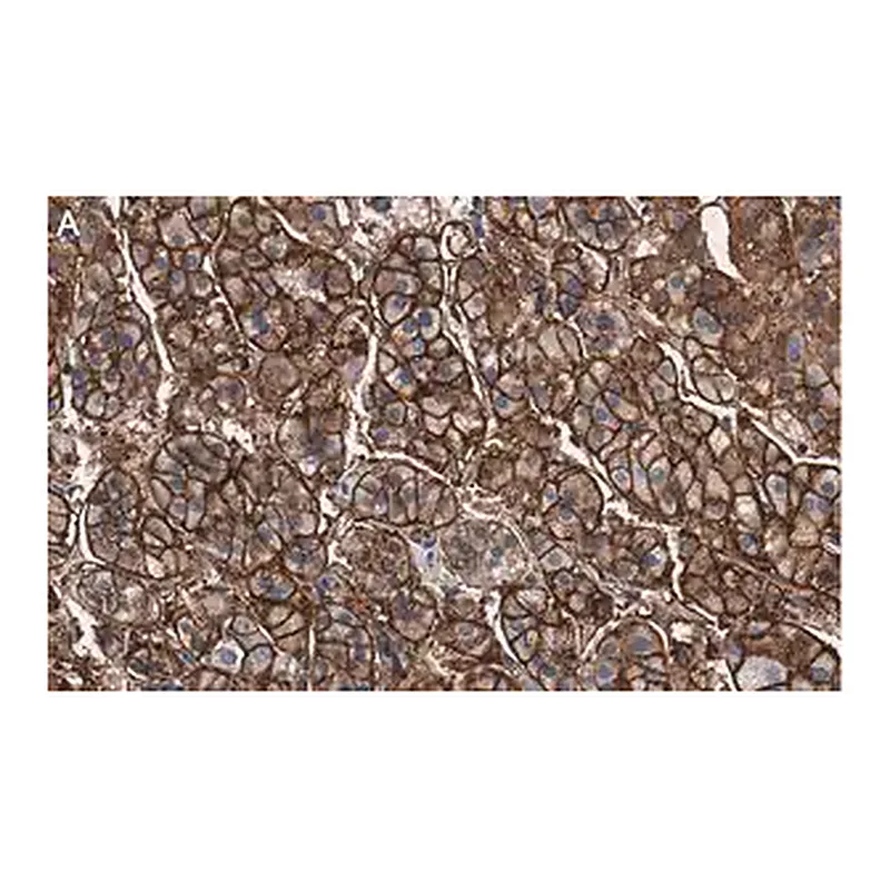 Merck Anti-MDR-1 Antibody, clone 1O12 ZooMAb Rabbit Monoclonal