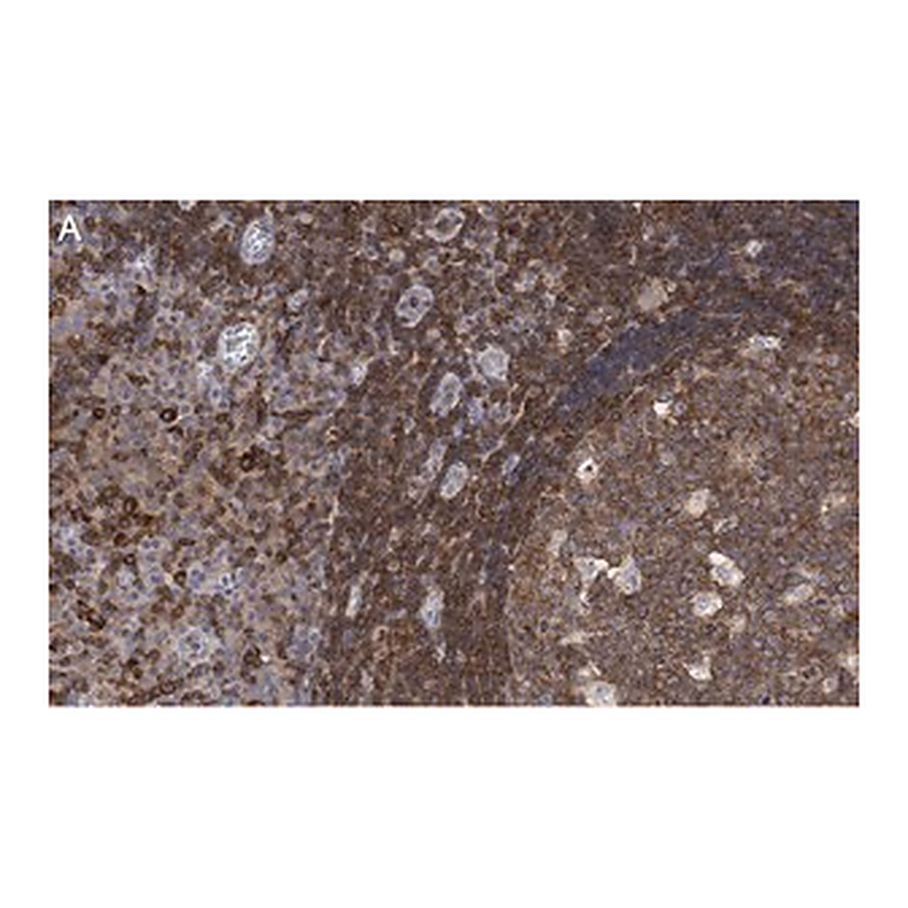 Merck Anti-FNBP1 Antibody, clone 3C23 ZooMAb Rabbit Monoclonal