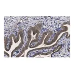 Merck Anti-PKCι Antibody, clone 1J13 ZooMAb Rabbit Monoclonal