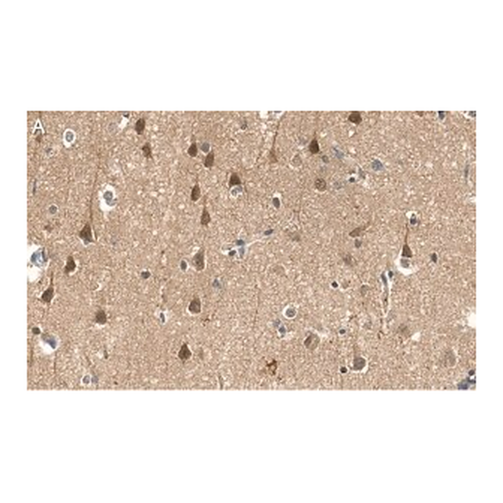 Merck Anti-PEA15 Antibody, clone 2J13 ZooMAb Rabbit Monoclonal