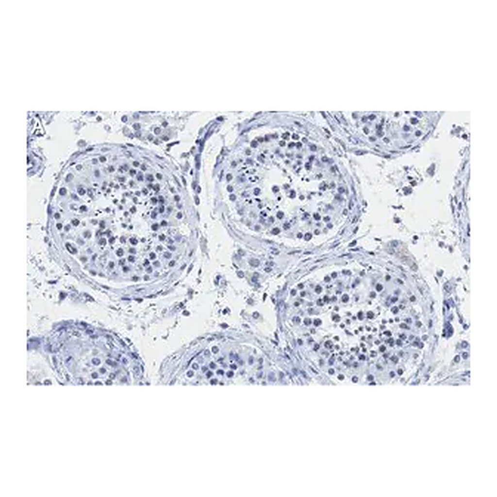 Merck Anti-PIAS Antibody, clone 1O17 ZooMAb Rabbit Monoclonal