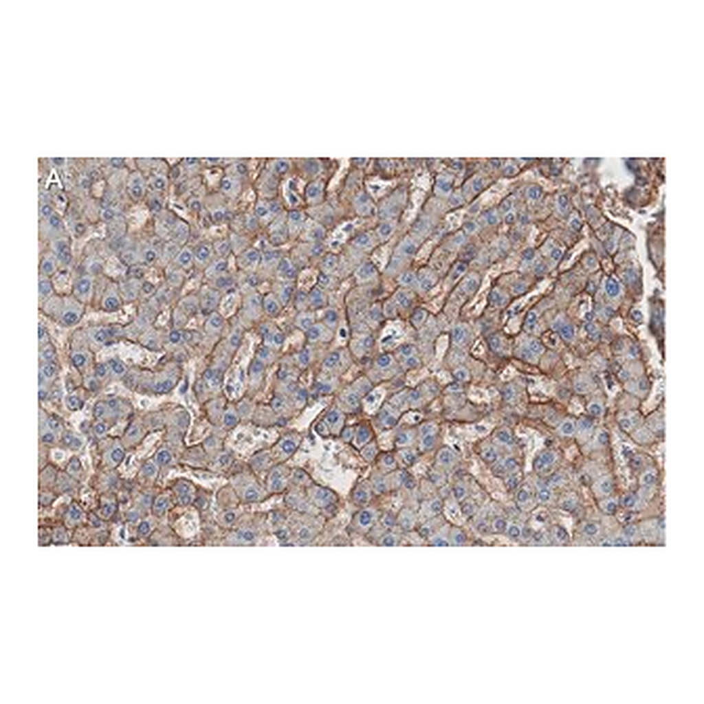 Merck Anti-Aquaporin-9 Antibody, clone 1E4 ZooMAb Rabbit Monoclonal