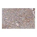 Merck Anti-Aquaporin-9 Antibody, clone 1E4 ZooMAb Rabbit Monoclonal