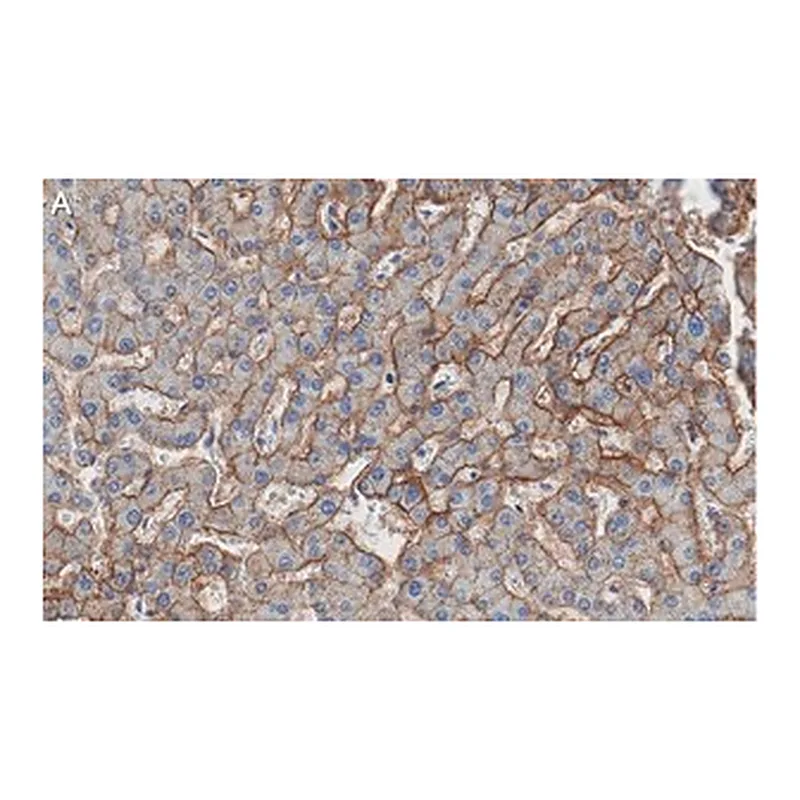 Merck Anti-Aquaporin-9 Antibody, clone 1E4 ZooMAb Rabbit Monoclonal