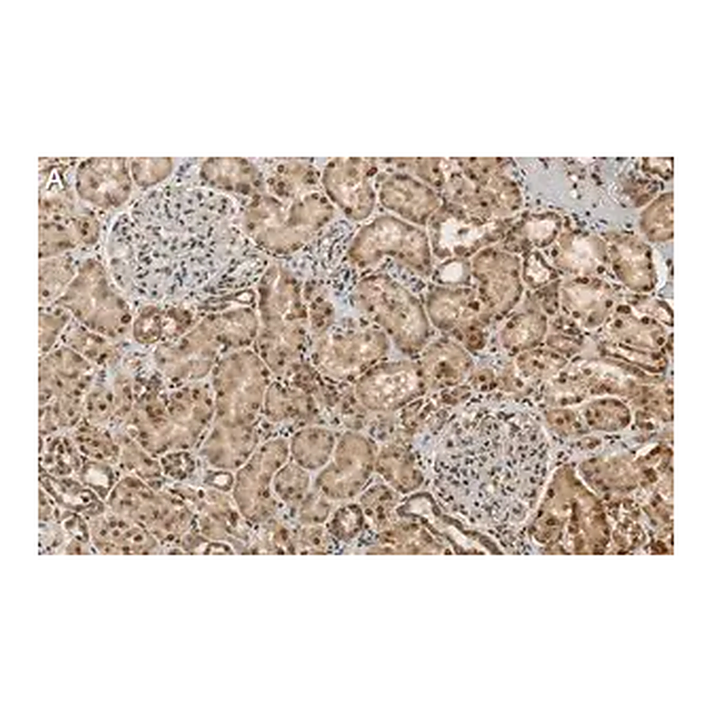 Merck Anti-RBPMS Antibody, clone 1E16 ZooMAb Rabbit Monoclonal