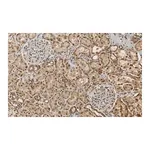 Merck Anti-RBPMS Antibody, clone 1E16 ZooMAb Rabbit Monoclonal