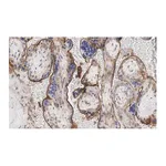 Merck Anti-GNA-11 (G alpha 11) Antibody, clone 1F16 ZooMAb Rabbit Monoclonal