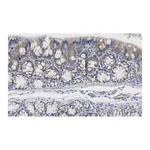 Merck Anti-iNOS (NOSII) Antibody, clone 2G17 ZooMAb Rabbit Monoclonal