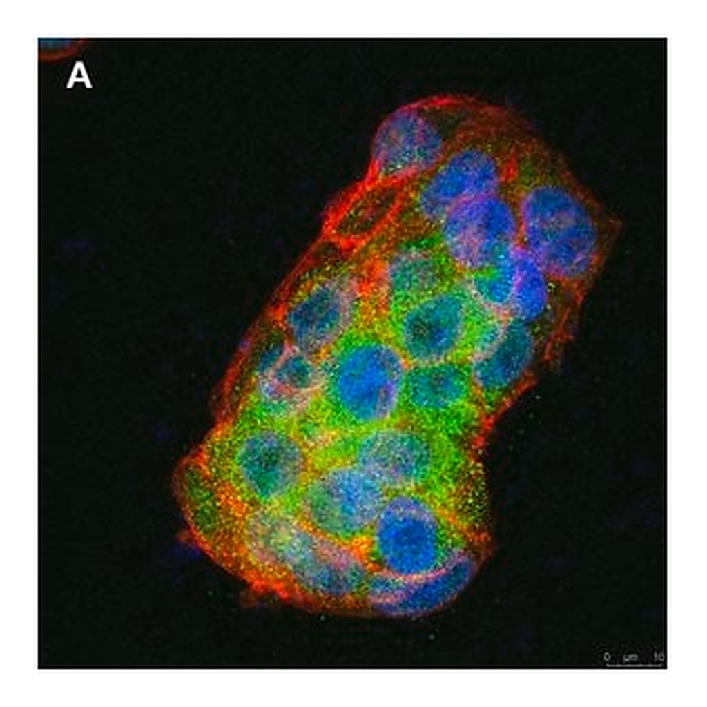 Merck Anti-BMP-2 Antibody, clone 4O5 ZooMAb Rabbit Monoclonal