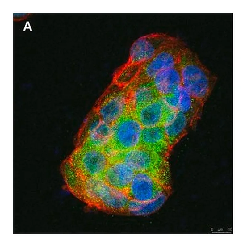 Merck Anti-BMP-2 Antibody, clone 4O5 ZooMAb Rabbit Monoclonal