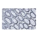Merck Anti-RAD21 Antibody, clone 2H12 ZooMAb Rabbit Monoclonal
