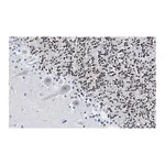 Merck Anti-DNA Polymerase beta Antibody, clone 3F21 ZooMAb Rabbit Monoclonal