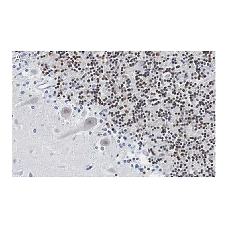 Merck Anti-DNA Polymerase beta Antibody, clone 3F21 ZooMAb Rabbit Monoclonal