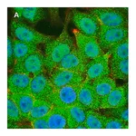 Merck Anti-STAT1 (alpha & beta) clone 3G14 ZooMAb Rabbit Monoclonal