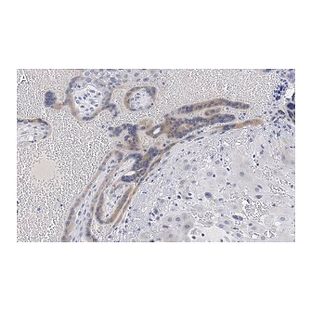 Merck Anti-Angiopoietin-2 Antibody, clone 4L18 ZooMAb Rabbit Monoclonal