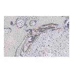 Merck Anti-Angiopoietin-2 Antibody, clone 4L18 ZooMAb Rabbit Monoclonal