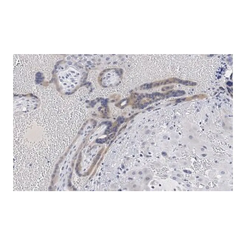 Merck Anti-Angiopoietin-2 Antibody, clone 4L18 ZooMAb Rabbit Monoclonal