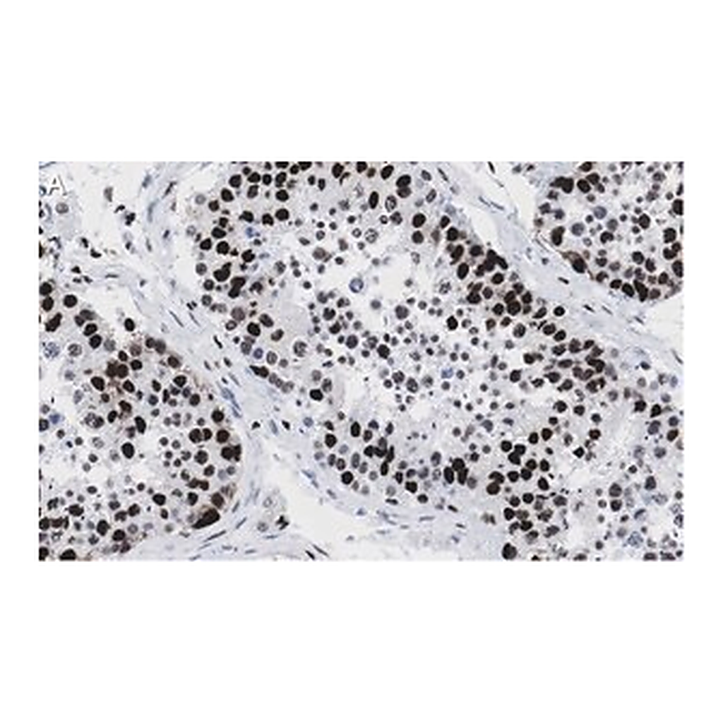 Merck Anti-POLR2A Antibody, clone 3G21 ZooMAb Rabbit Monoclonal
