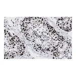 Merck Anti-POLR2A Antibody, clone 3G21 ZooMAb Rabbit Monoclonal