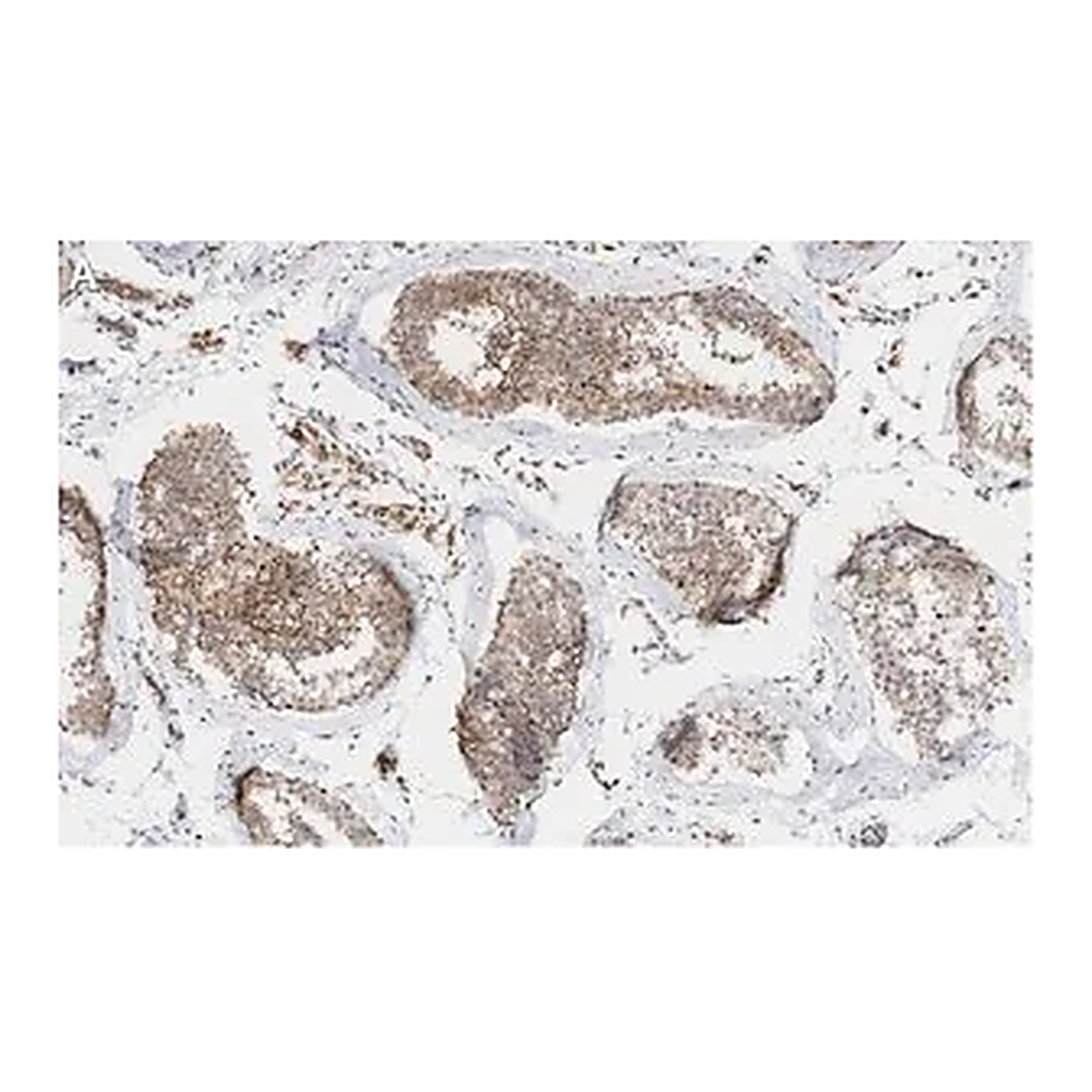 Merck Anti-β Tubulin Antibody, clone 10G11 ZooMAb Rabbit Monoclonal