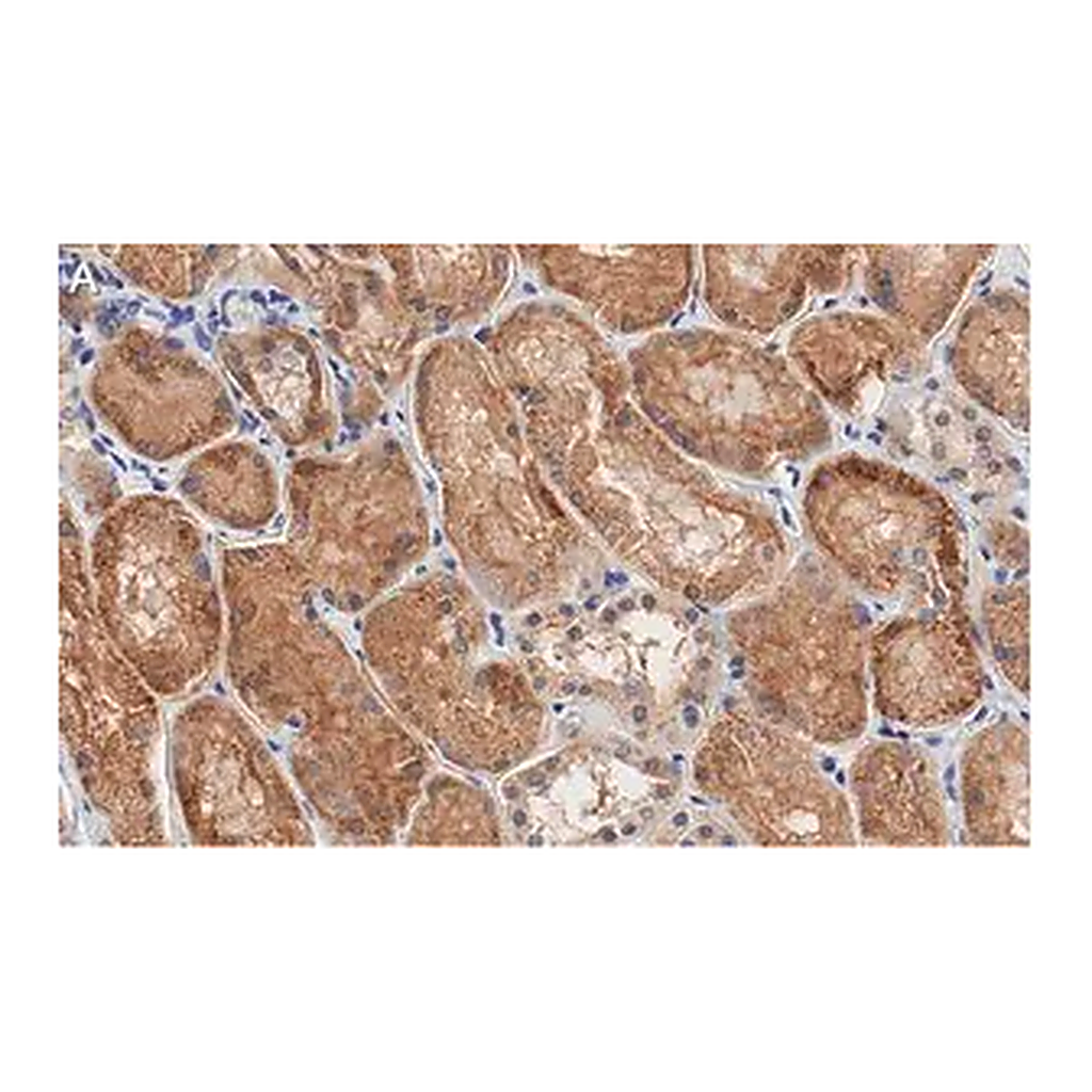 Merck Anti-Occludin Antibody, clone 1C17 ZooMAb Rabbit Monoclonal