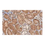Merck Anti-Occludin Antibody, clone 1C17 ZooMAb Rabbit Monoclonal