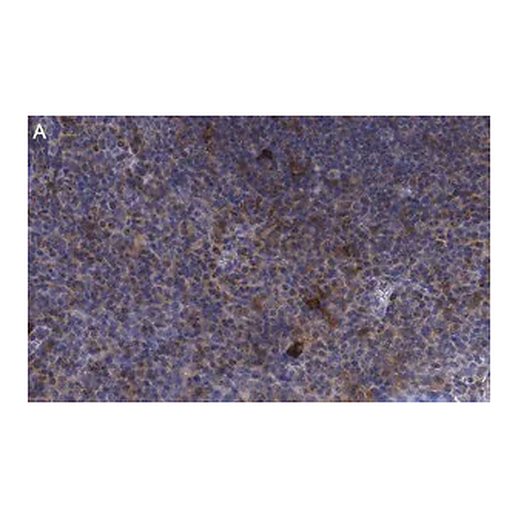 Merck Anti-CD25 (IL2-RA) Antibody, clone 1K6 ZooMAb Rabbit Monoclonal