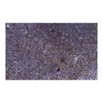 Merck Anti-CD25 (IL2-RA) Antibody, clone 1K6 ZooMAb Rabbit Monoclonal