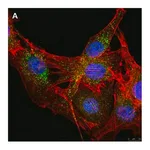 Merck Anti-LRP1 85kDa subunit Antibody, clone 4G7, ZooMAb Rabbit Monoclonal