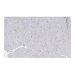 Merck Anti-Myosin Heavy Chain 7 Antibody, clone 1B19, ZooMAb Rabbit Monoclonal