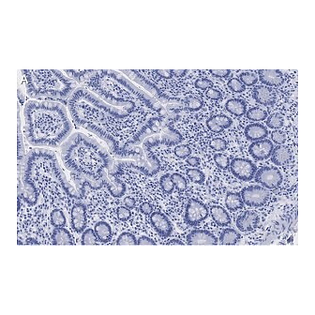 Merck Anti-LONP1 Antibody, clone 1I18, ZooMAb Rabbit Monoclonal
