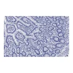 Merck Anti-LONP1 Antibody, clone 1I18, ZooMAb Rabbit Monoclonal