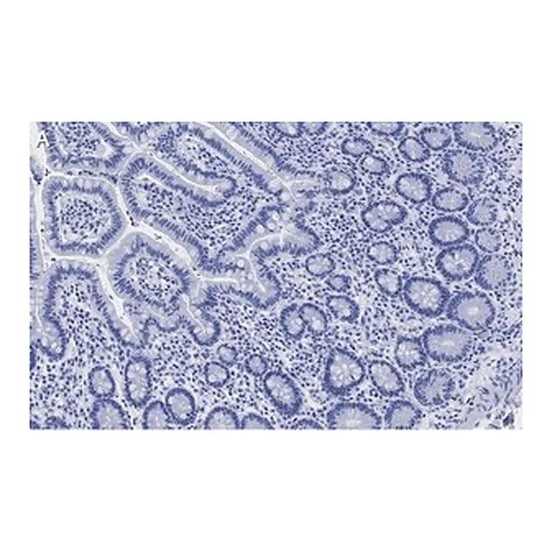 Merck Anti-LONP1 Antibody, clone 1I18, ZooMAb Rabbit Monoclonal