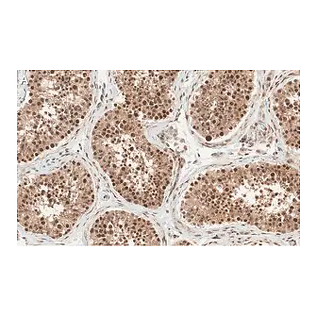 Merck Anti-Anillin Antibody, clone 2C6 ZooMAb Rabbit Monoclonal