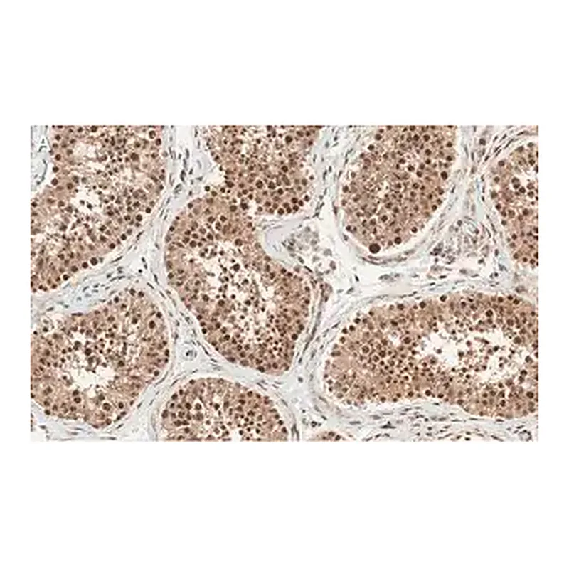 Merck Anti-Anillin Antibody, clone 2C6 ZooMAb Rabbit Monoclonal