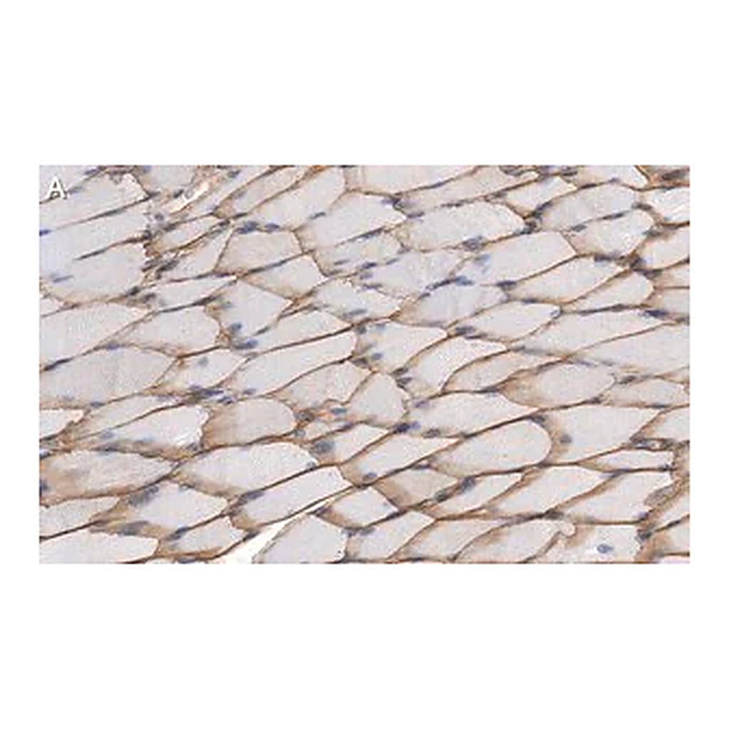 Merck Anti-Dystrophin Antibody, clone 1G7, ZooMAb Rabbit Monoclonal