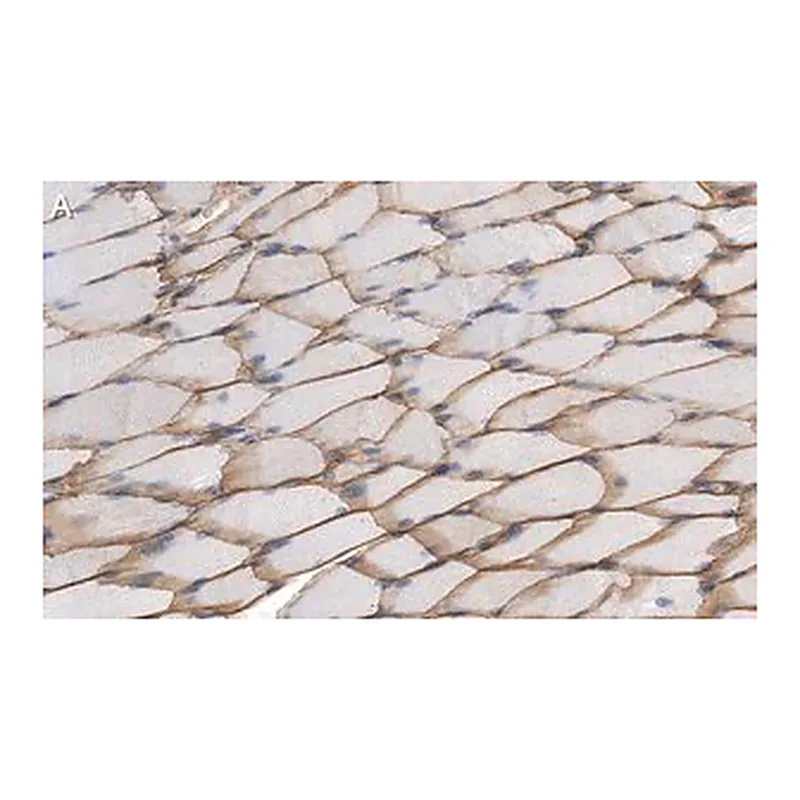 Merck Anti-Dystrophin Antibody, clone 1G7, ZooMAb Rabbit Monoclonal