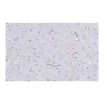 Merck Anti-Neurofilament H Antibody, clone 5L10, ZooMAb Rabbit Monoclonal