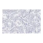 Merck Anti-Pericentrin Antibody, clone 2H11, ZooMAb Rabbit Monoclonal