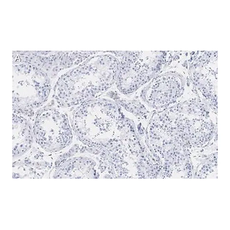 Merck Anti-Pericentrin Antibody, clone 2H11, ZooMAb Rabbit Monoclonal